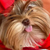 Foto №2 zu Ankündigung № 99297 zu verkaufen yorkshire terrier - einkaufen USA züchter