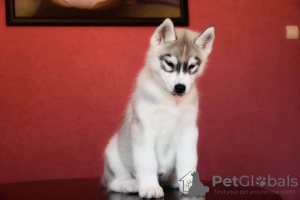 Zusätzliche Fotos: Junge Siberian Husky