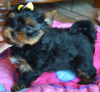 Foto №3. Yorkshire Terrier männlich und weiblich. Polen