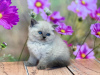 Foto №2 zu Ankündigung № 103751 zu verkaufen ragdoll-katze - einkaufen Deutschland quotient 	ankündigung