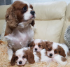 Foto №3. Wunderschöne Cavalier King Charles Spaniel Welpen. Deutschland