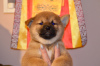 Foto №3. Shiba Inu-Welpenjunge aus dem Zwinger KUMIKO YOSHI. Russische Föderation