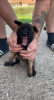 Foto №1. belgischer schäferhund - zum Verkauf in der Stadt Москва | verhandelt | Ankündigung № 20390