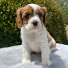 Foto №3. Wunderschöner Cavalier King Charles. Deutschland