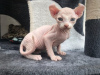 Foto №3. Sphynx-Kätzchen zur Adoption. Deutschland