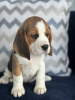 Foto №2 zu Ankündigung № 102249 zu verkaufen beagle - einkaufen USA quotient 	ankündigung