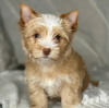 Foto №1. yorkshire terrier - zum Verkauf in der Stadt Poznan | 400€ | Ankündigung № 126649