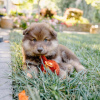 Foto №1. finnischer lapphund - zum Verkauf in der Stadt Bucharest | Frei | Ankündigung № 109541