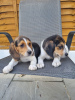 Foto №1. beagle - zum Verkauf in der Stadt New York | verhandelt | Ankündigung № 22344