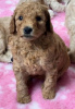 Foto №3. Entzückende Miniatur-Goldendoodle-Welpen sind heute bereit zu gehen. Text (559). USA