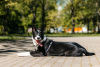 Foto №1. mischlingshund - zum Verkauf in der Stadt Москва | Frei | Ankündigung № 104337