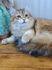 Foto №2 zu Ankündigung № 97789 zu verkaufen sibirische katze - einkaufen Russische Föderation quotient 	ankündigung