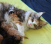 Foto №4. Ich werde verkaufen maine-coon-katze in der Stadt Berlin. züchter - preis - 350€