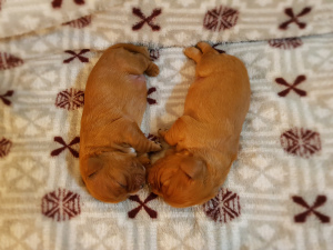 Foto №3. Cavalier King Charles Spaniel Welpen. Russische Föderation