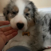 Foto №4. Ich werde verkaufen australian shepherd in der Stadt Berlin. quotient 	ankündigung, vom kindergarten, aus dem tierheim, züchter - preis - 800€