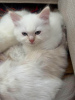 Foto №2 zu Ankündigung № 111140 zu verkaufen ragdoll-katze - einkaufen Deutschland quotient 	ankündigung