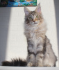 Foto №1. maine-coon-katze - zum Verkauf in der Stadt Domodedovo | 1500€ | Ankündigung № 17059