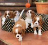 Foto №1. cavalier king charles spaniel - zum Verkauf in der Stadt Flensburg | Frei | Ankündigung № 82905