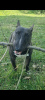 Foto №2. Paarung Service bullterrier. Preis - Frei