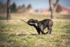 Foto №3. Französische Bulldogge zu verkaufen, weiblich. Serbien