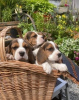 Foto №2 zu Ankündigung № 36095 zu verkaufen beagle - einkaufen Litauen quotient 	ankündigung