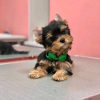 Foto №1. yorkshire terrier - zum Verkauf in der Stadt Texas City | verhandelt | Ankündigung № 67536