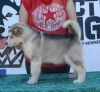 Foto №2 zu Ankündigung № 105071 zu verkaufen alaskan malamute - einkaufen Serbien 