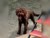 Foto №1. lagotto romagnolo - zum Verkauf in der Stadt Włocławek | 950€ | Ankündigung № 125065