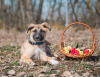 Foto №2 zu Ankündigung № 32416 zu verkaufen mischlingshund - einkaufen Russische Föderation quotient 	ankündigung