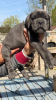 Foto №1. cane corso italiano - zum Verkauf in der Stadt Châtelet | 615€ | Ankündigung № 55885