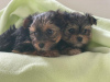 Foto №1. yorkshire terrier - zum Verkauf in der Stadt Гамбург | 350€ | Ankündigung № 99172