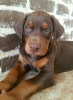 Foto №3. Dobermann-Welpe. USA