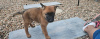 Foto №1. malinois - zum Verkauf in der Stadt Ljubljana | 250€ | Ankündigung № 117960