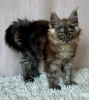 Foto №4. Ich werde verkaufen maine-coon-katze in der Stadt Lublin. züchter - preis - 1000€