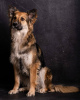 Zusätzliche Fotos: Metis Collie Hund Malibu in guten Händen
