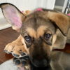 Foto №2 zu Ankündigung № 78626 zu verkaufen deutscher schäferhund - einkaufen Bulgarien quotient 	ankündigung
