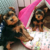 Foto №1. yorkshire terrier - zum Verkauf in der Stadt Helsinki | 350€ | Ankündigung № 116780