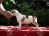 Zusätzliche Fotos: Amerikanischer Staffordshire-Terrier, welpen