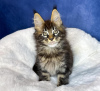 Foto №1. maine-coon-katze - zum Verkauf in der Stadt New York | 284€ | Ankündigung № 114861