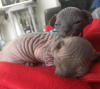 Foto №4. Ich werde verkaufen sphynx-katze in der Stadt Wolfsburg.  - preis - verhandelt