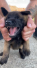 Foto №2 zu Ankündigung № 20390 zu verkaufen belgischer schäferhund - einkaufen Russische Föderation vom kindergarten