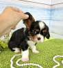 Foto №2 zu Ankündigung № 105352 zu verkaufen beagle - einkaufen Deutschland züchter
