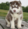 Foto №1. siberian husky - zum Verkauf in der Stadt Rothenburg ob der Tauber | 350€ | Ankündigung № 119004