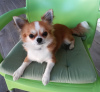 Zusätzliche Fotos: Inländische reinrassige Chihuahua-Welpen