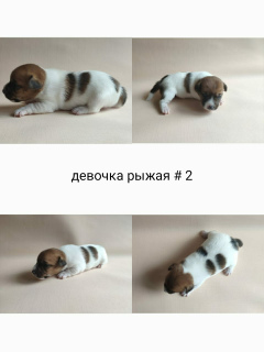 Foto №2 zu Ankündigung № 6831 zu verkaufen jack russell terrier - einkaufen Russische Föderation züchter