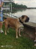 Foto №1. bullmastiff - zum Verkauf in der Stadt Subotica | 500€ | Ankündigung № 105253