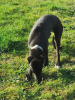 Zusätzliche Fotos: Greyhound-Welpen
