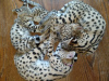 Foto №3. Indoor Train Savannah F1 Katze zu verkaufen und Africa Serval Kitten zur. USA