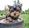 Foto №4. Ich werde verkaufen yorkshire terrier in der Stadt Валево.  - preis - Frei