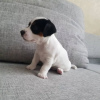 Foto №2 zu Ankündigung № 127628 zu verkaufen jack russell terrier - einkaufen Deutschland 